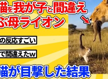 【2ch動物スレ】子猫を我が子と勘違いして連れていく母ライオン→母猫に見つかった結果