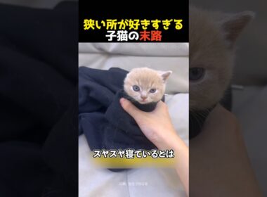 狭い所が好きすぎる子猫の末路