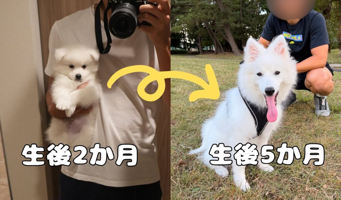 子犬の成長はあっという間です【メインクーン】【日本スピッツ】