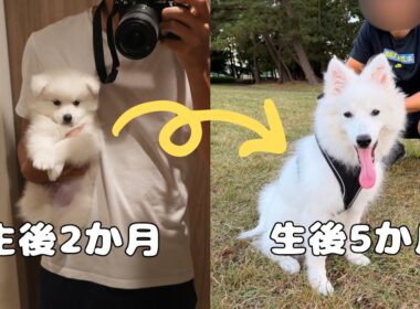 子犬の成長はあっという間です【メインクーン】【日本スピッツ】