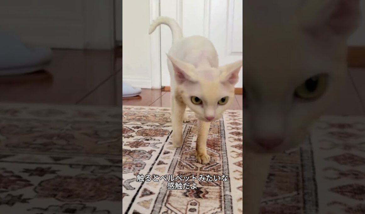 これがデボンレックス！耳が大きすぎる甘えんぼう猫🐱✨ #デボンレックス#猫好き #かわいい猫
