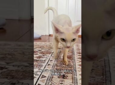 これがデボンレックス！耳が大きすぎる甘えんぼう猫🐱✨ #デボンレックス#猫好き #かわいい猫