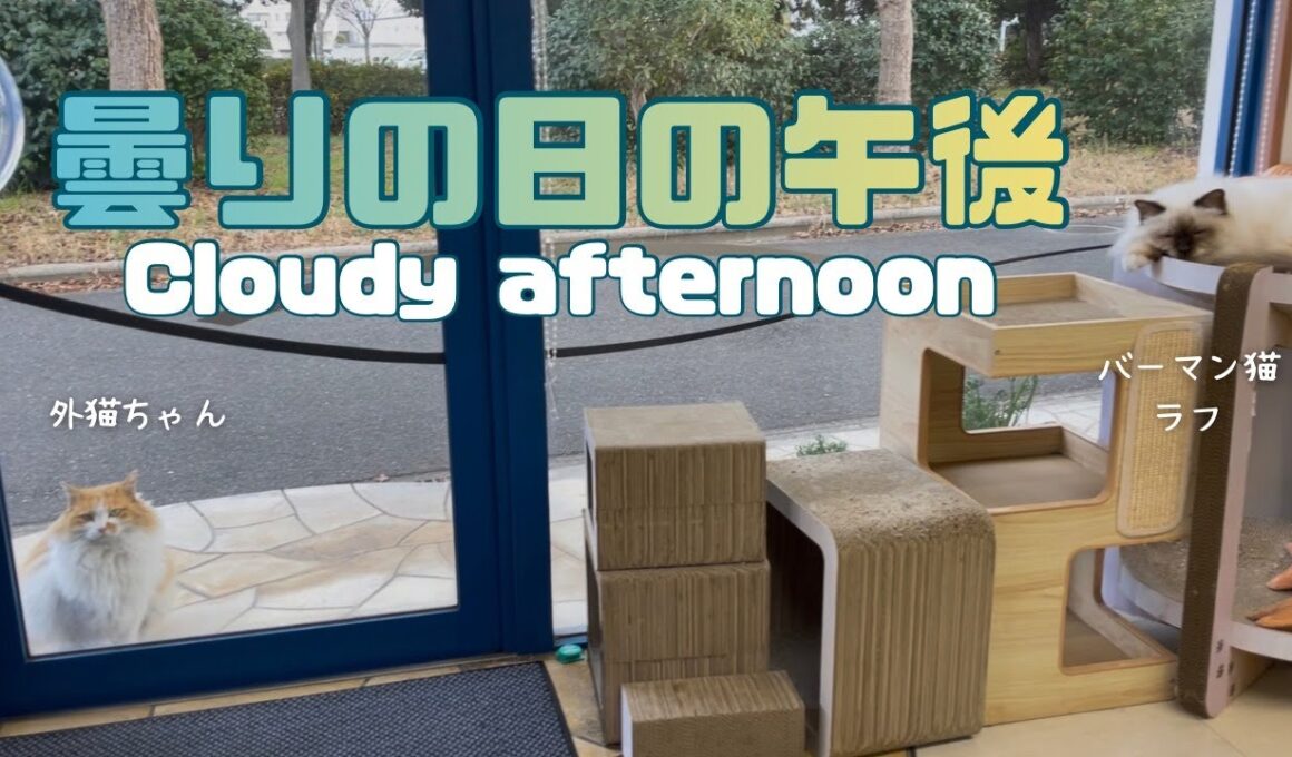 バーマン猫ラフ【曇りの日の午後】Cloudy afternoon（バーマン猫）Birman/Cat