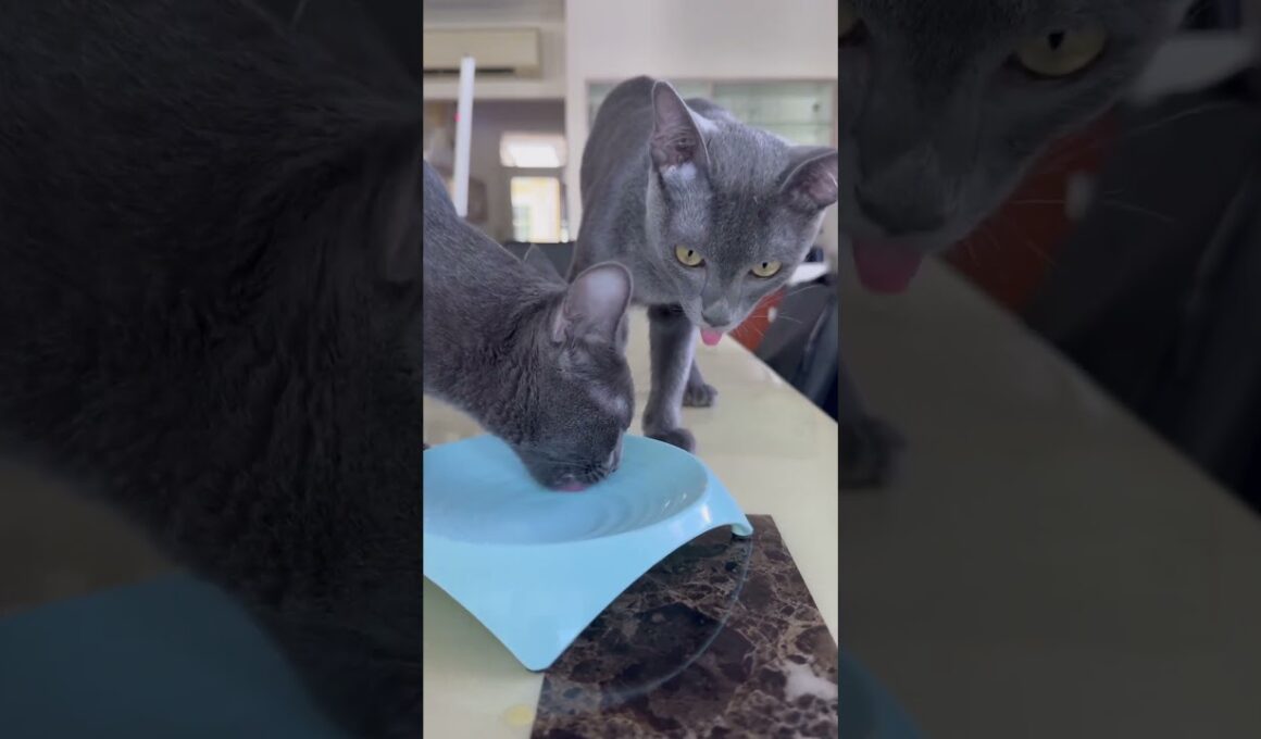 Taste like a real fish 😼😼 #cat #cutecats #kitten #cutepets #koratcats #cuteanimals