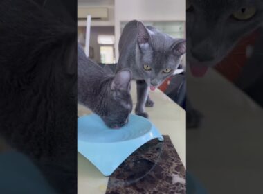 Taste like a real fish 😼😼 #cat #cutecats #kitten #cutepets #koratcats #cuteanimals