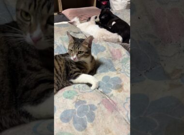 キジシロのルル、クシャミ。黒猫の黒夢、シャムの雫の反応は