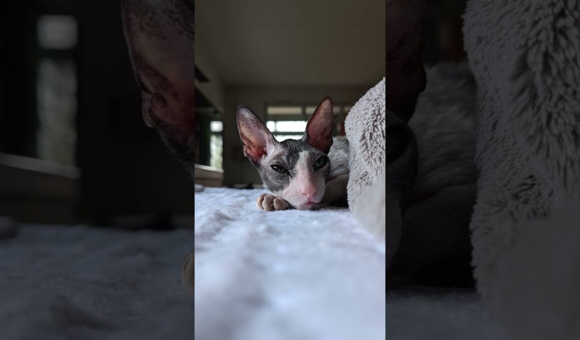 Two hours of being awake is enough, time for a royal siesta. 💤😻