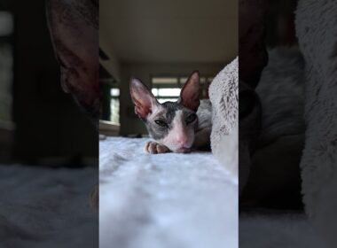 Two hours of being awake is enough, time for a royal siesta. 💤😻