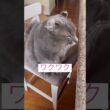 キター #ねこ動画 #アメリカンカール #shortsvideo