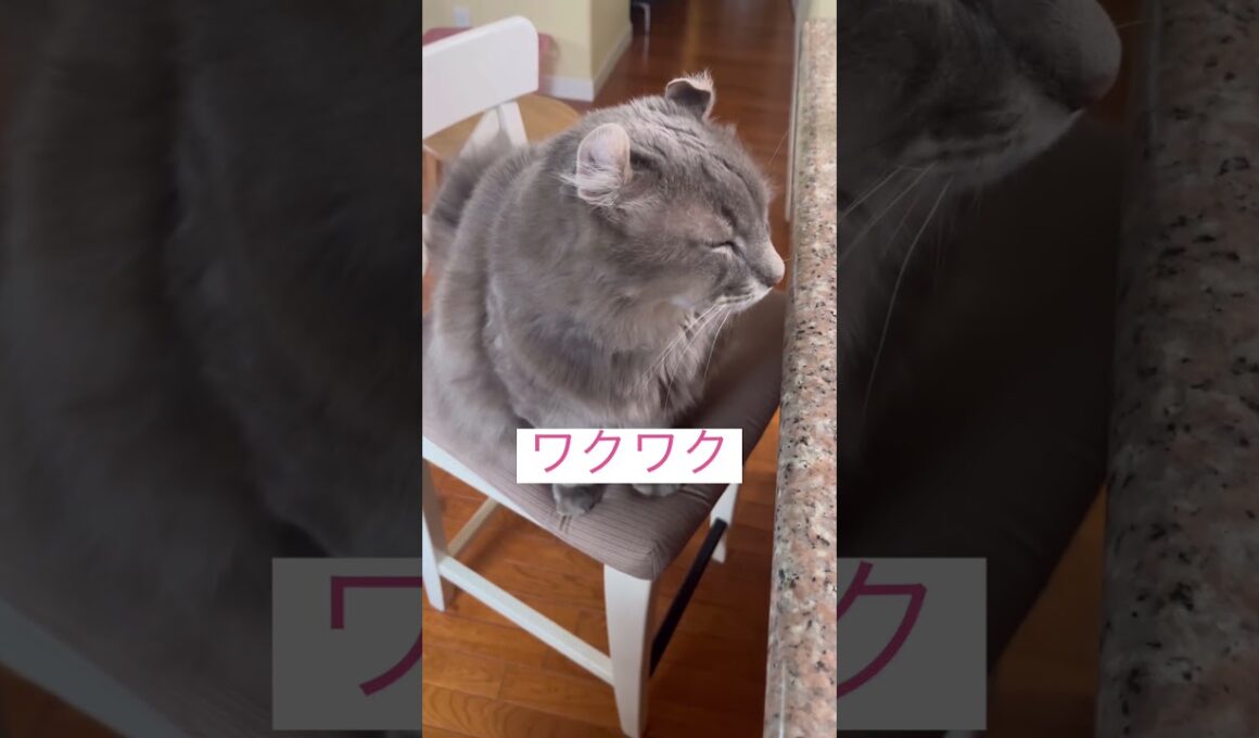 キター #ねこ動画 #アメリカンカール #shortsvideo
