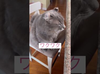 キター #ねこ動画 #アメリカンカール #shortsvideo