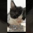眠すぎて直立不動の子猫🐱💤💤   #cat #kitten #猫 #子猫 #ねこ #こねこ #shorts  #保護猫  #猫のいる暮らし