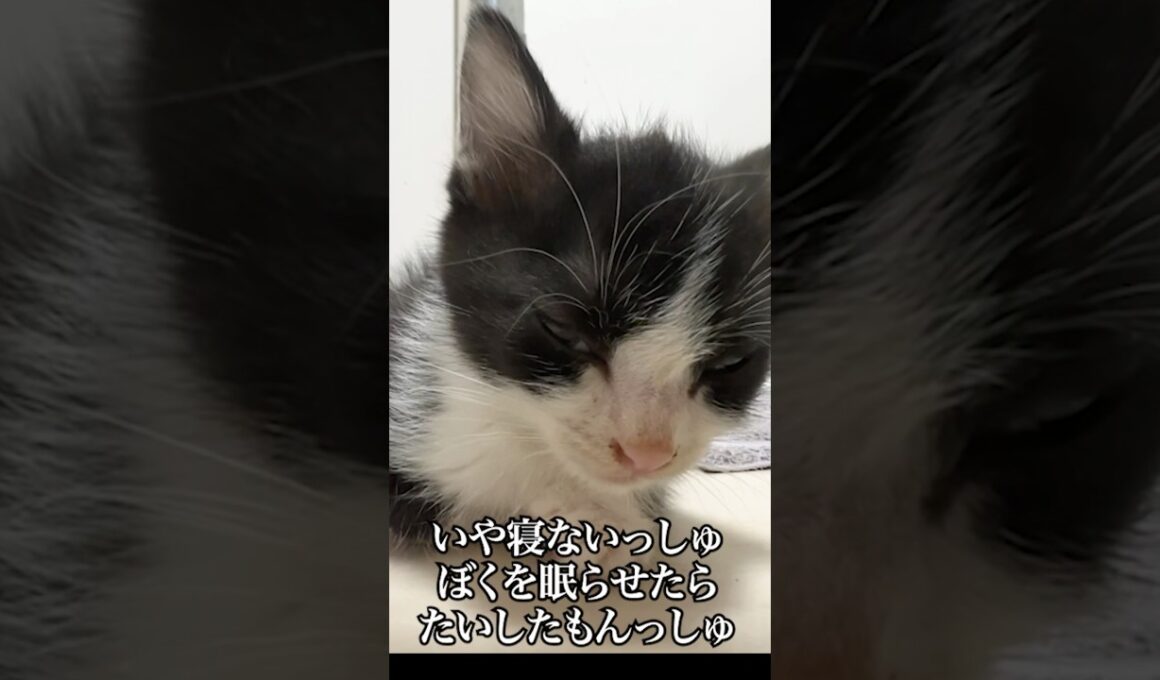 眠すぎて直立不動の子猫🐱💤💤   #cat #kitten #猫 #子猫 #ねこ #こねこ #shorts  #保護猫  #猫のいる暮らし