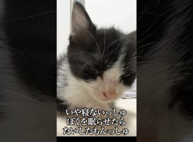 眠すぎて直立不動の子猫🐱💤💤   #cat #kitten #猫 #子猫 #ねこ #こねこ #shorts  #保護猫  #猫のいる暮らし