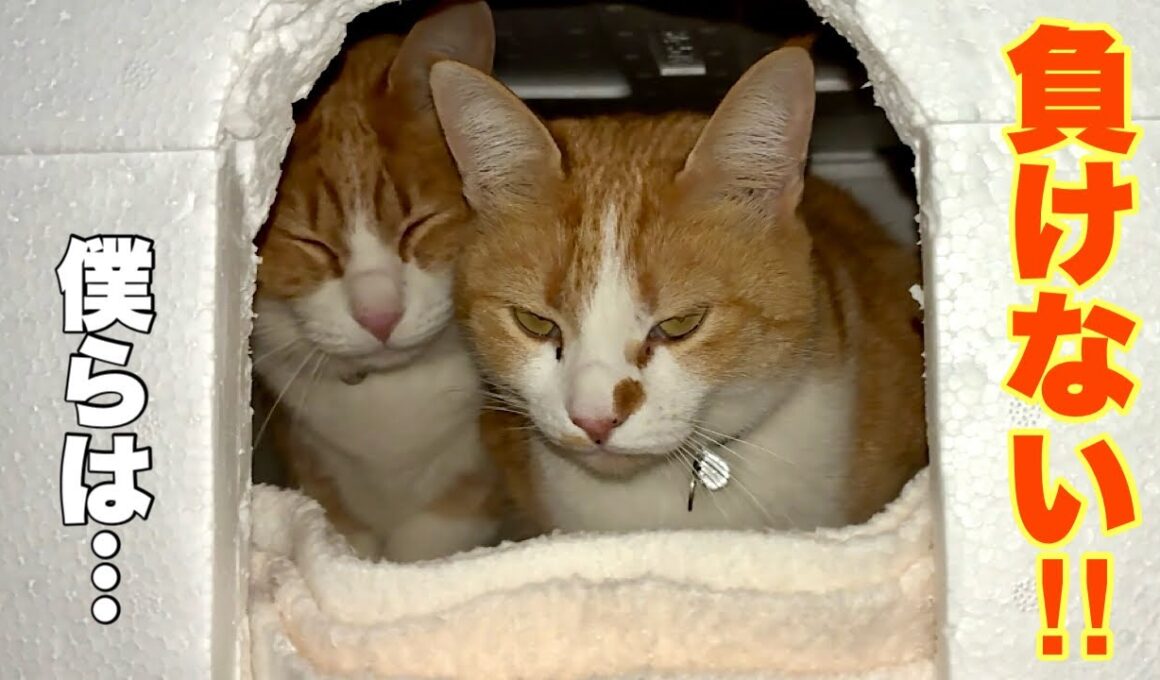 そばにいるよ…あの日の奇跡は、今も続いていました。