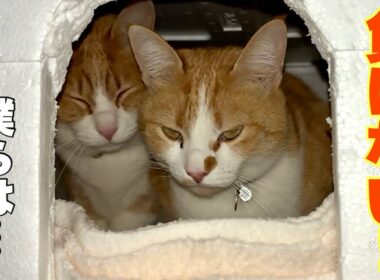 そばにいるよ…あの日の奇跡は、今も続いていました。