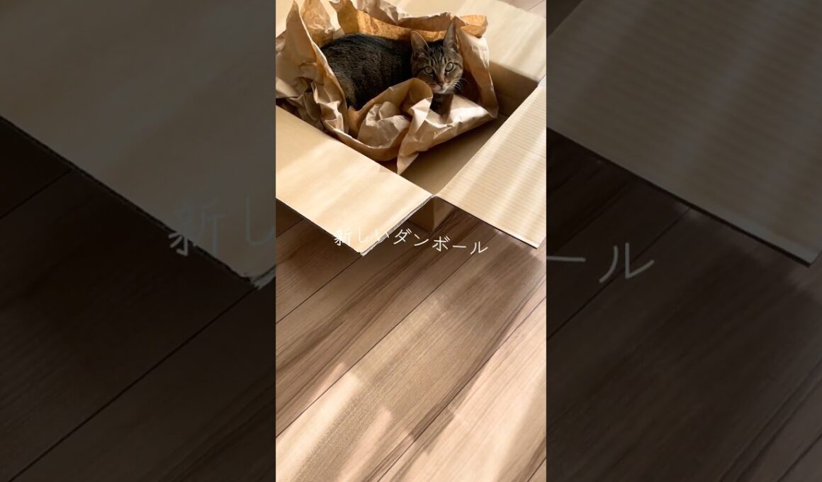 #940 [キジトラ子猫まろん] 新しいダンボールが届いた