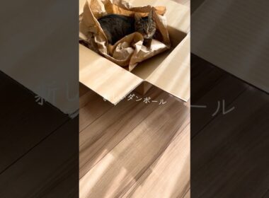 #940 [キジトラ子猫まろん] 新しいダンボールが届いた