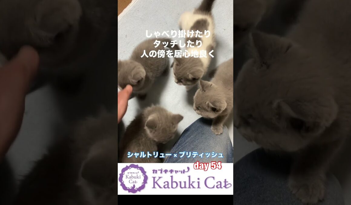 子猫と遊ぶ【シャルトリュー✖️ブリティッシュショートヘア子猫】生後54日目 #シャルトリュー #猫好きさんと繋がりたい #ブリティッシュショートヘア