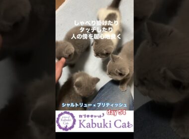 子猫と遊ぶ【シャルトリュー✖️ブリティッシュショートヘア子猫】生後54日目 #シャルトリュー #猫好きさんと繋がりたい #ブリティッシュショートヘア