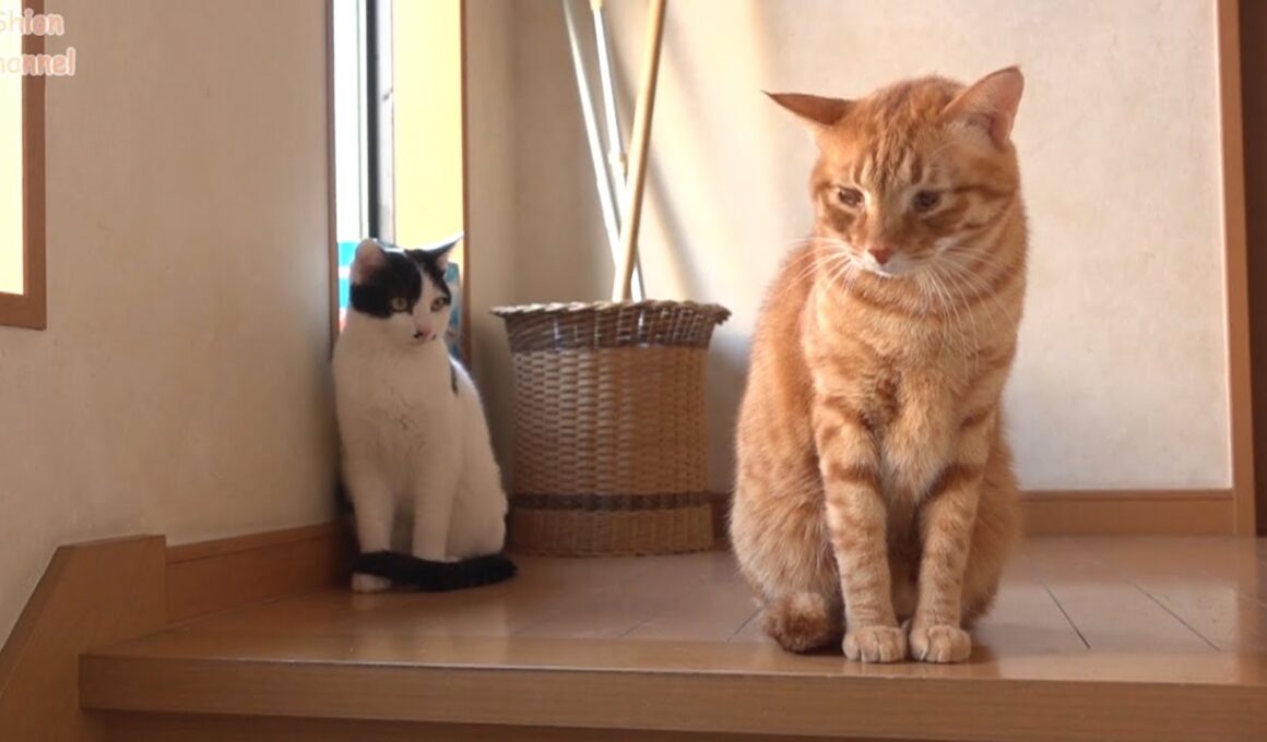 先住猫から猫社会の厳しさを学ぶやんちゃな子猫