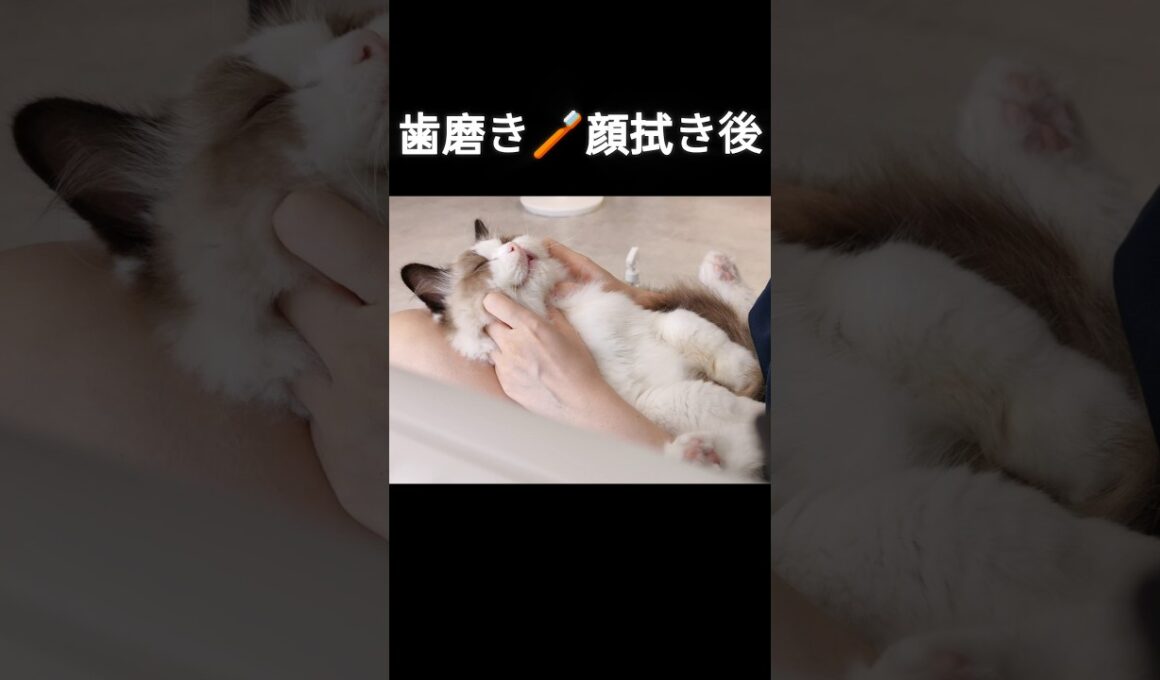 お風呂以外はされるがまま⛄️ #shorts #ラグドール #子猫 #猫のいる生活 #甘えん坊猫 #お手入れ