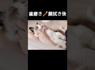 お風呂以外はされるがまま⛄️ #shorts #ラグドール #子猫 #猫のいる生活 #甘えん坊猫 #お手入れ