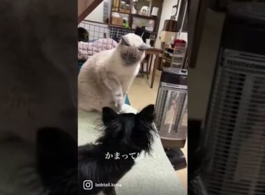 恋の駆け引きをするチワワ