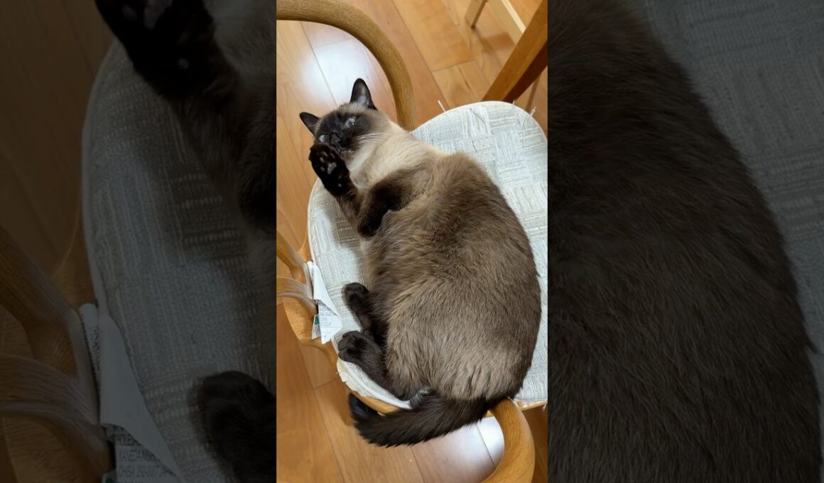 かわいいシャム猫のふくさん【たぬき猫】 #shorts  #猫のいる暮らし #cat #ねこ #しゃむねこ#cute