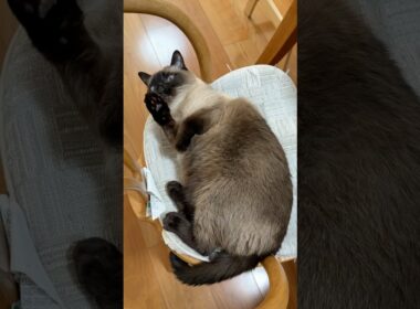 かわいいシャム猫のふくさん【たぬき猫】 #shorts  #猫のいる暮らし #cat #ねこ #しゃむねこ#cute