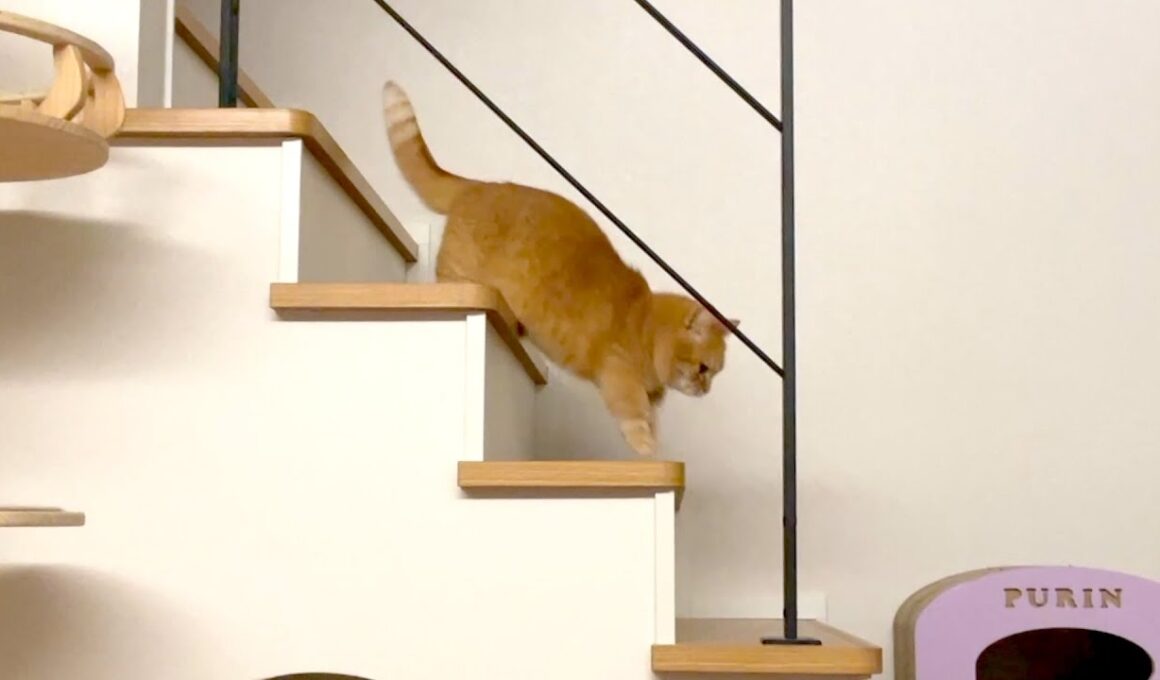 名前を呼ぶと２階から駆けつける猫