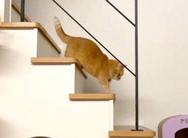 名前を呼ぶと２階から駆けつける猫