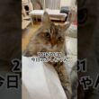 2026/01/31今日のかしちゃん #猫 #ペルシャ #カシス #cat #猫のいる暮らし