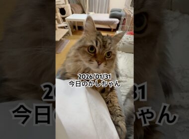 2026/01/31今日のかしちゃん #猫 #ペルシャ #カシス #cat #猫のいる暮らし