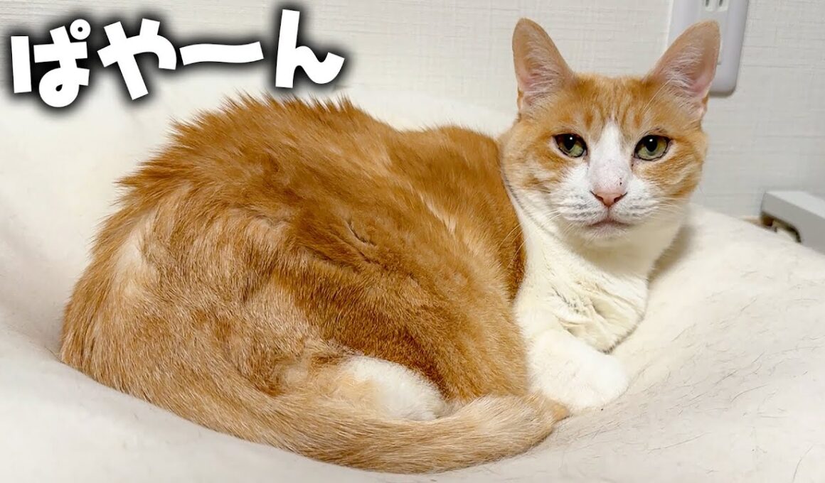 ロビンが静電気を浴びて毛並みが終わってる