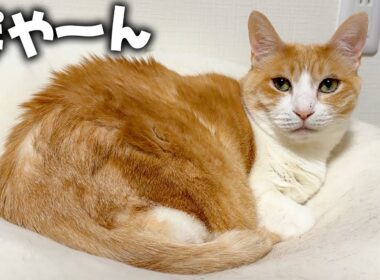 ロビンが静電気を浴びて毛並みが終わってる