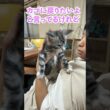 可愛いメインクーンの赤ちゃんの居場所を占領するお姉さん猫#東京オノクーン#short