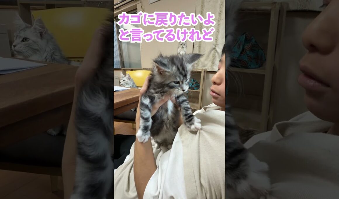 可愛いメインクーンの赤ちゃんの居場所を占領するお姉さん猫#東京オノクーン#short
