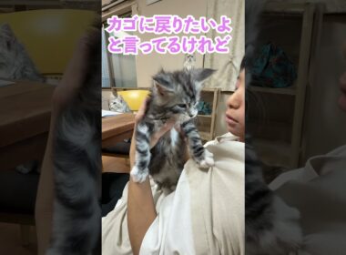 可愛いメインクーンの赤ちゃんの居場所を占領するお姉さん猫#東京オノクーン#short