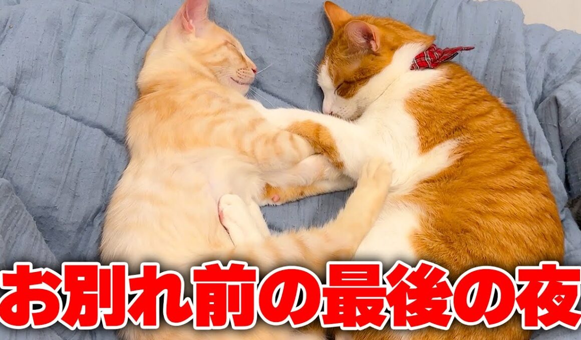 子猫たちとお別れする最後の夜に奇跡が起きました…！