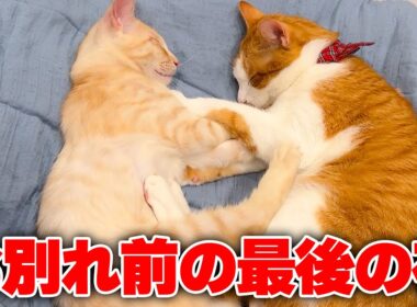 子猫たちとお別れする最後の夜に奇跡が起きました…！