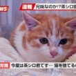 【にこねこ速報】なんと2日連続...！茶シロの子猫ちゃんがご入園しました