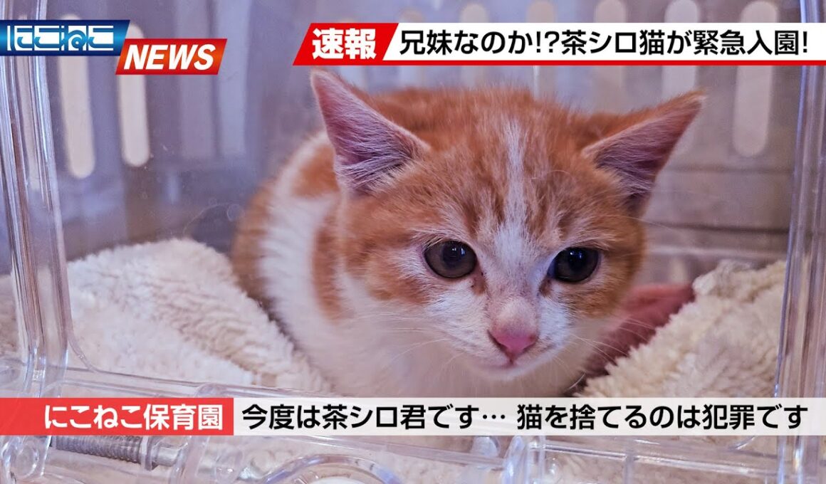 【にこねこ速報】なんと2日連続...！茶シロの子猫ちゃんがご入園しました