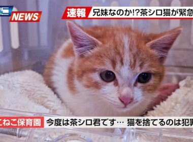 【にこねこ速報】なんと2日連続...！茶シロの子猫ちゃんがご入園しました