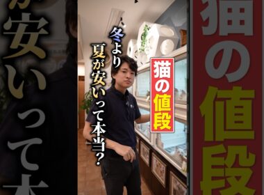 猫は「夏の方が安い」ってホント？？？　#ペットショップ #オークション #ブリーダー #子猫