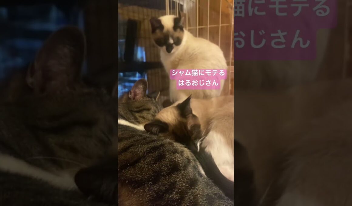 シャムおじさん #cat