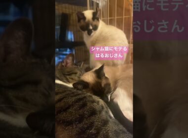シャムおじさん #cat