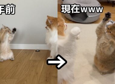 あのバズり動画から3年なのにこんなに変わらないことある？www