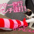 ヨチヨチ子猫たち、明日のための猫パンチ連打　The kitten boxers