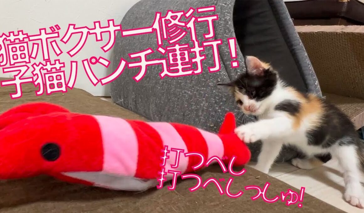 ヨチヨチ子猫たち、明日のための猫パンチ連打　The kitten boxers